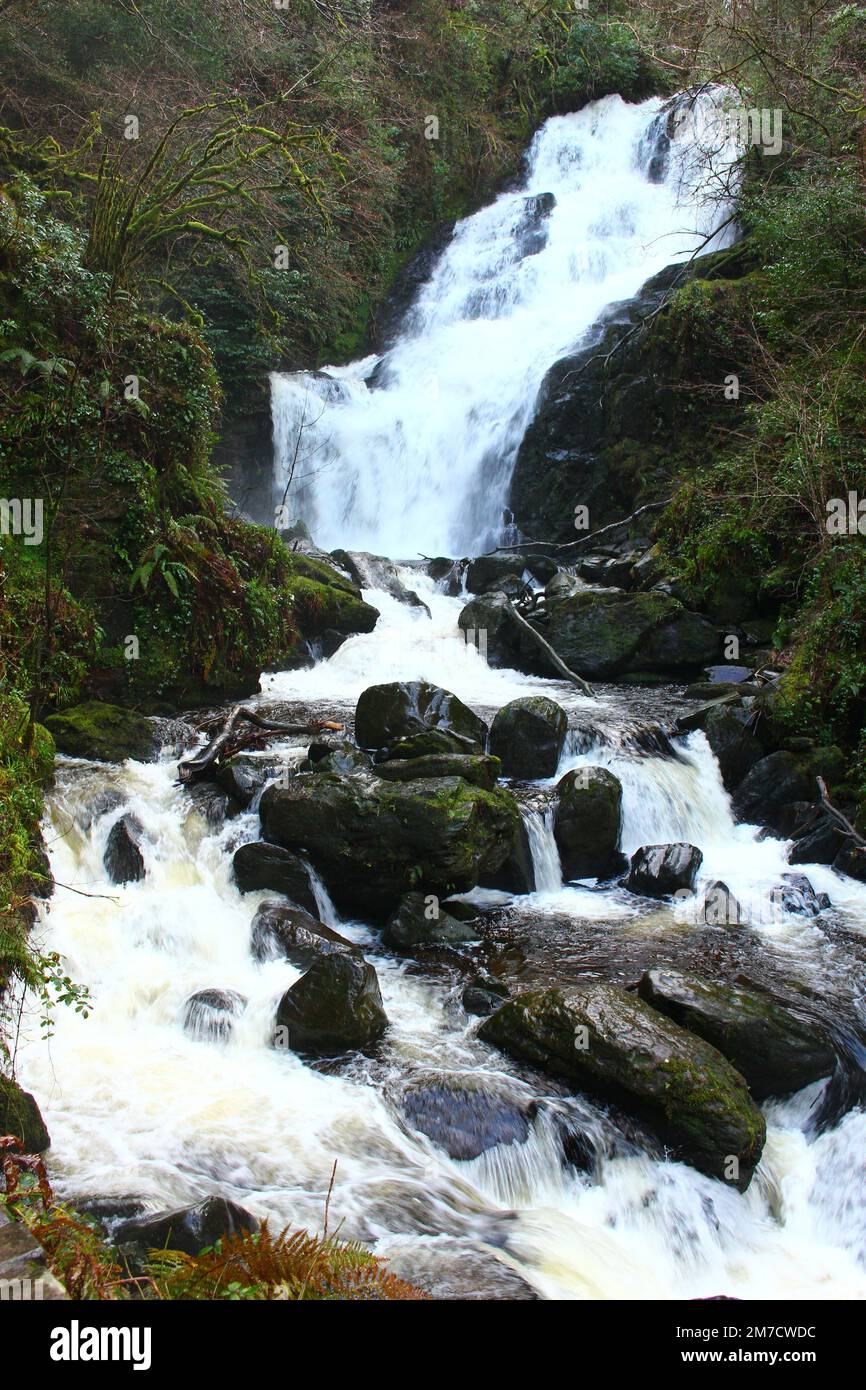 Chute d'eau de Torc après de fortes pluies d'hiver en hiver. Cascade débordante dans l'économiseur d'écran de la forêt. (Parc national de Killarney, comté de Kerry, Irlande) Banque D'Images