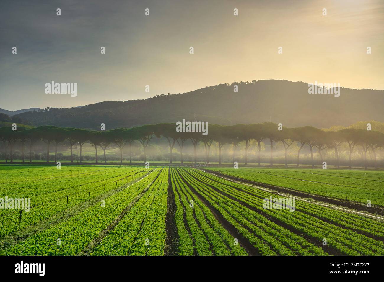 Les champs de salades, la culture des légumes en Maremme et les pins se trouvent au lever du soleil.Castagneto Carducci, Toscane, Italie, Europe Banque D'Images