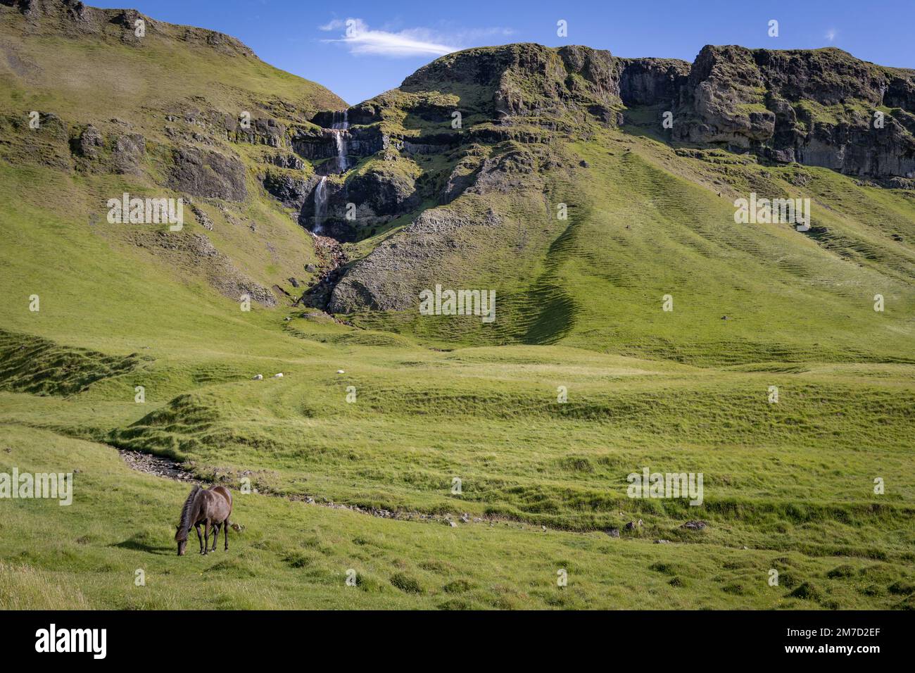 Pâturage de cheval dans un pâturage vert luxuriant, Islande Banque D'Images