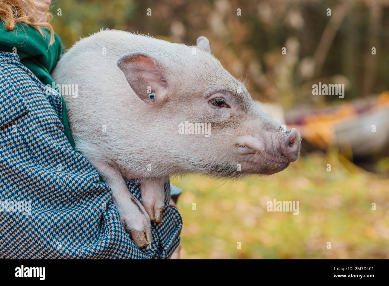 La fille dans ses bras tient un mini-cochon blanc Banque D'Images