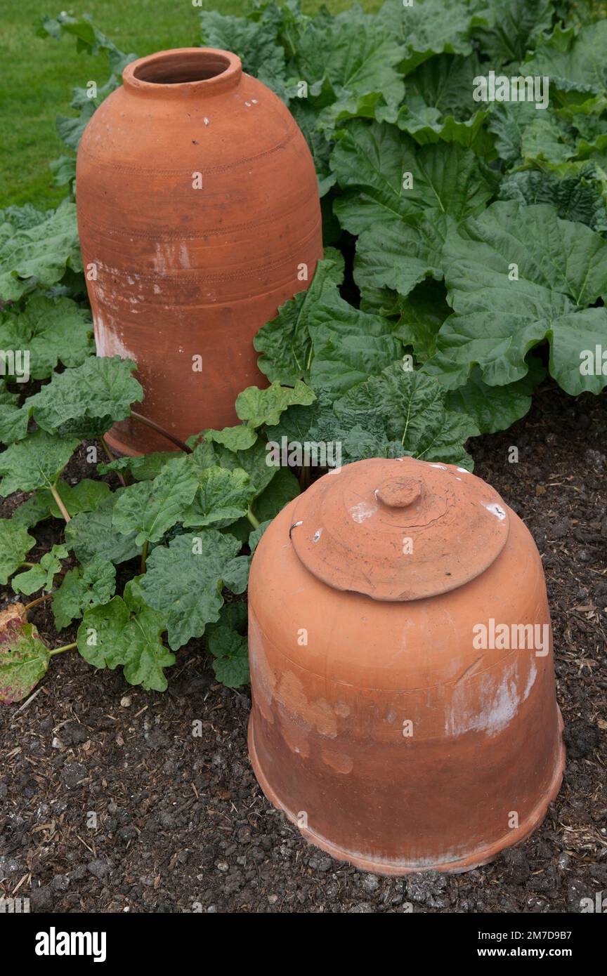 Jarres de cloche de forçage de rhubarbe en terre cuite. Banque D'Images