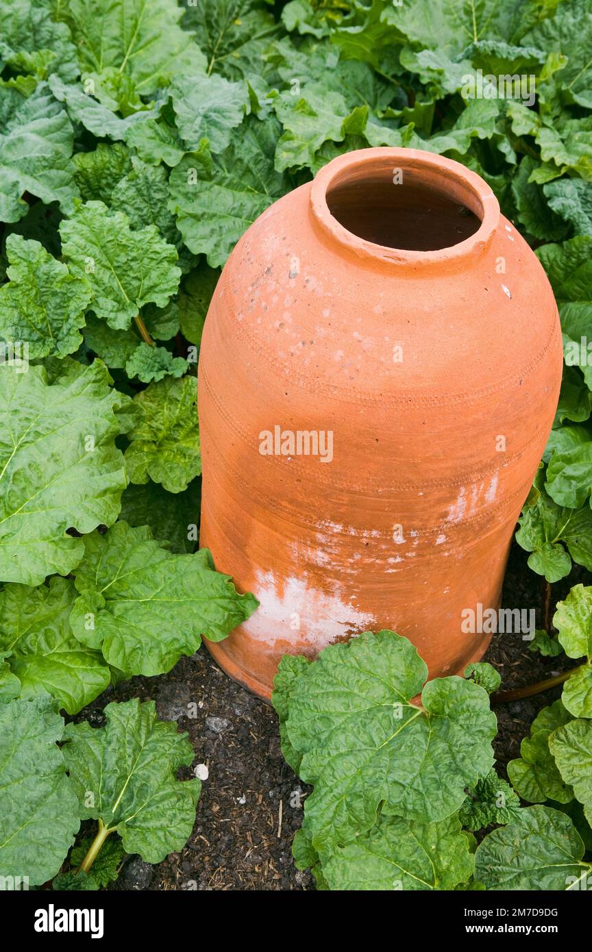 Ancienne cloche en terre cuite pour forcer la rhubarbe. Banque D'Images