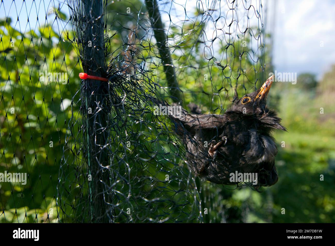 Un blackbird est accroché et incapable de s'échapper dans des filets qui ont été mis en place pour protéger les fruits mous sur une allotissement ou un jardin. L'oiseau devra être secouru de son équipement de départ et replacé libre. Banque D'Images