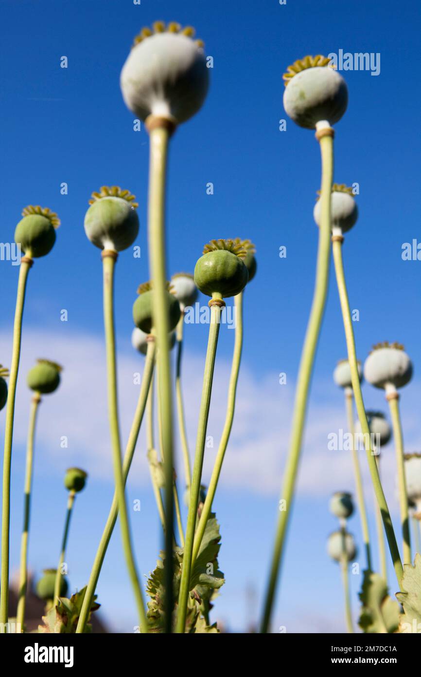 Les têtes de graines de grosses plants de pavot debout agagagaginst un ciel bleu sur une allotissement au Royaume-Uni. Les plantes souvent cultivées dans l'extrême-Orient pour la drogue opium ressemblent à des êtres étrangers étranges. Banque D'Images