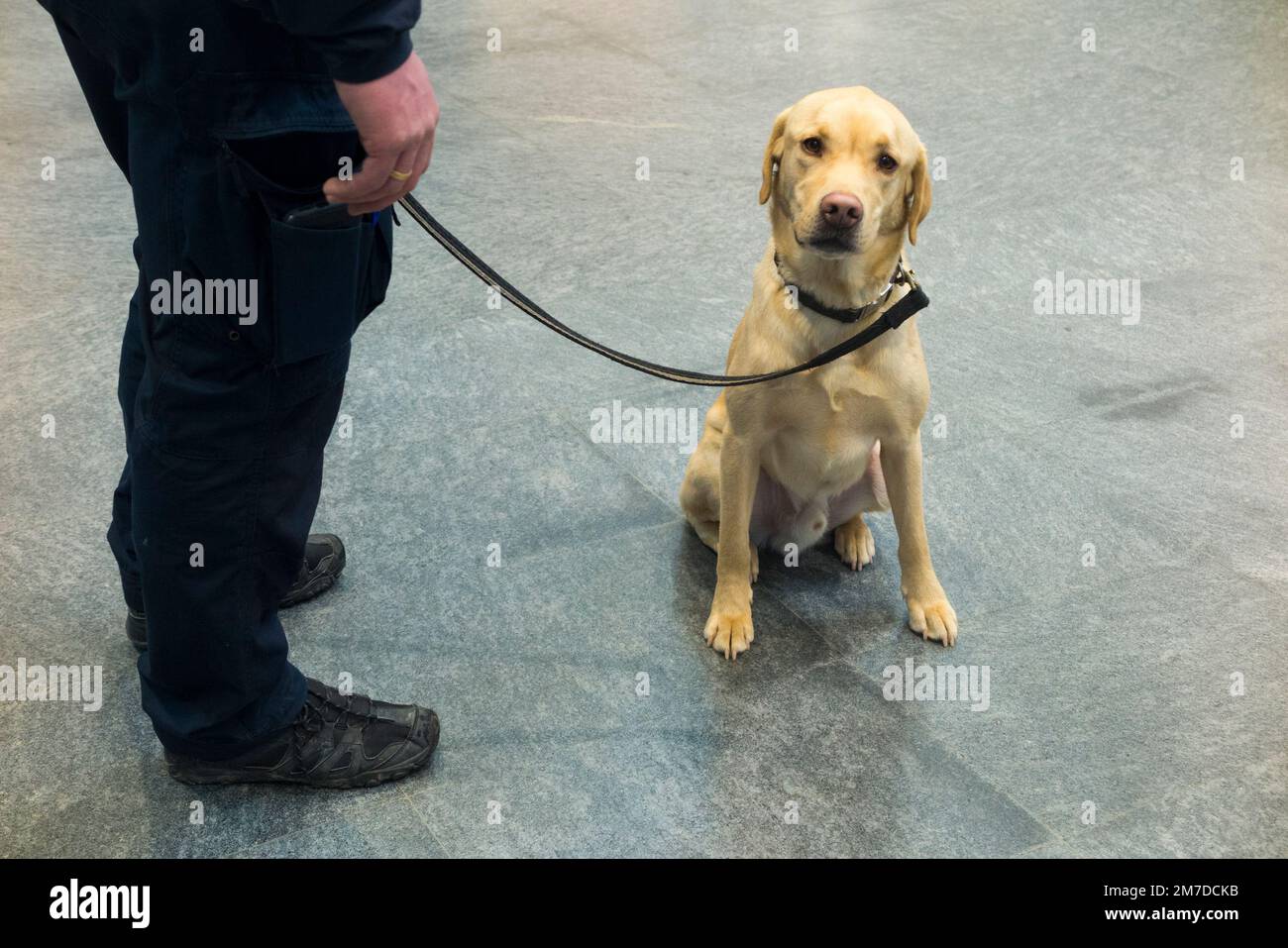Chien sniffer de police dans un aéroport suisse / français et un échangeur de gare, sur le sniff pour des substances illégales telles que des drogues ou des explosifs. (133) Banque D'Images
