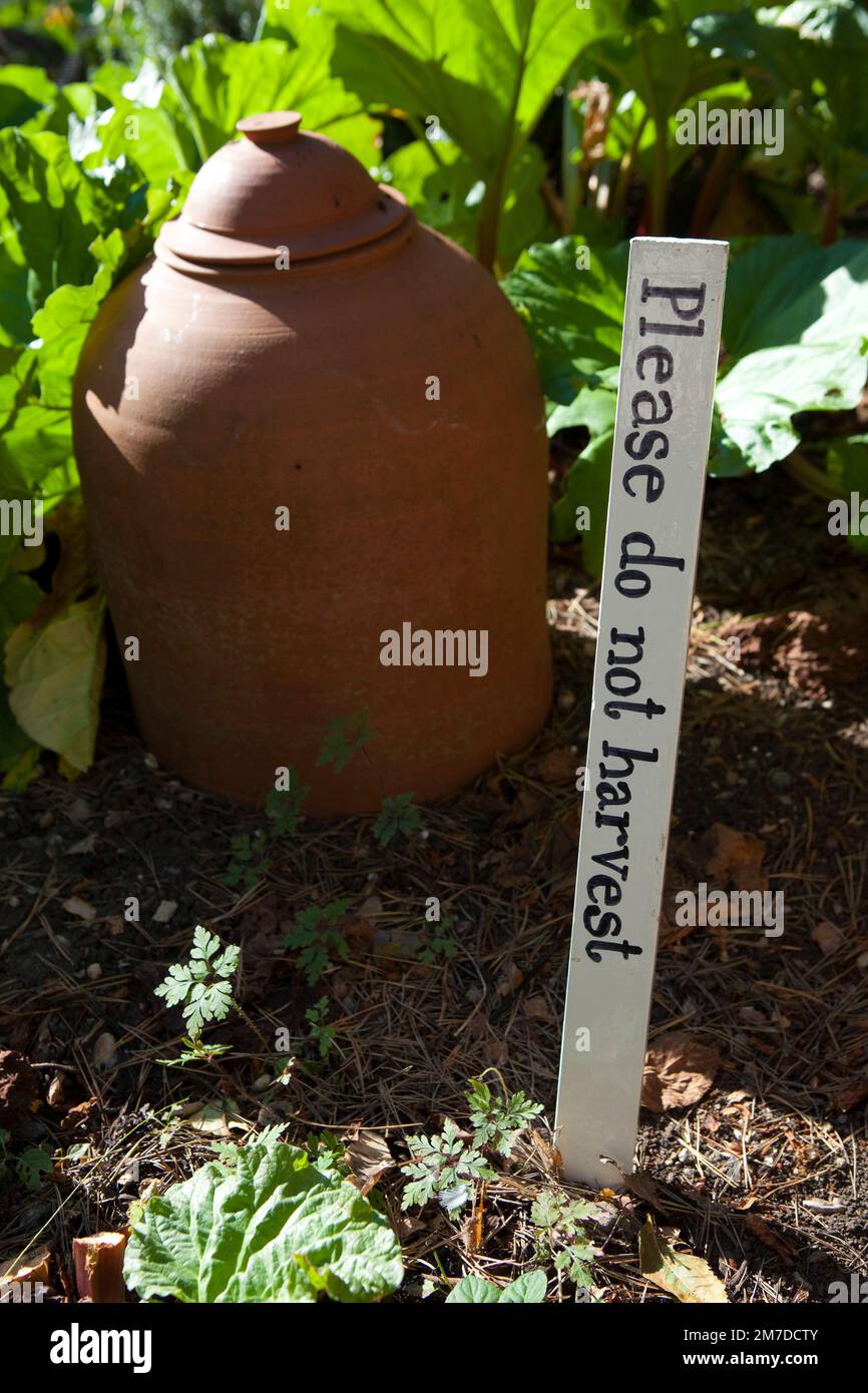 Une cloche en terre cuite utilisé pour forcer la rhubarbe est palced sur les jeunes plantes de les garder dans le noir pour aider à garder les tiges de fruits doux et juteux à mesure qu'ils grandissent dans l'espace clos. Un signe à proximité demande pour les gens de ne pas prendre l'usine. Banque D'Images
