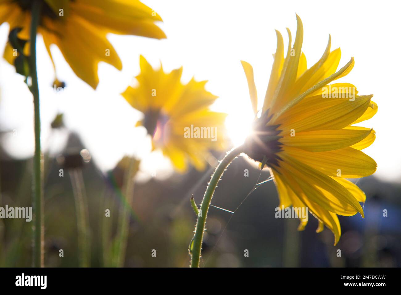 Une grande Marguerite jaune, comme une fleur, brille dans la lumière du  lever du soleil tôt le matin Photo Stock - Alamy