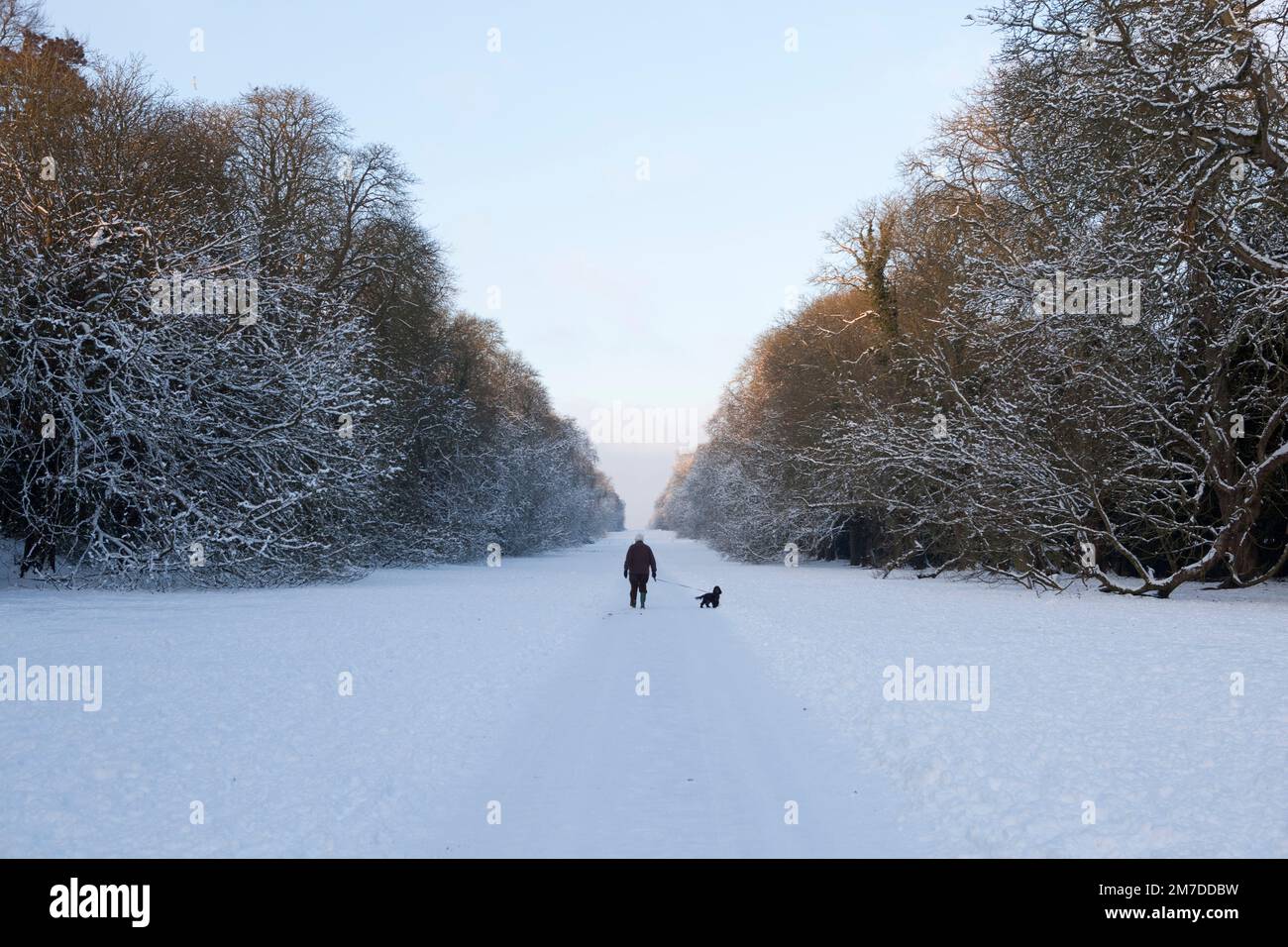 Un promeneur dans un paysage couvert de neige se balade entre les avenues d'énormes arbres couverts de neige dans un paysage idyllique d'hiver. Banque D'Images