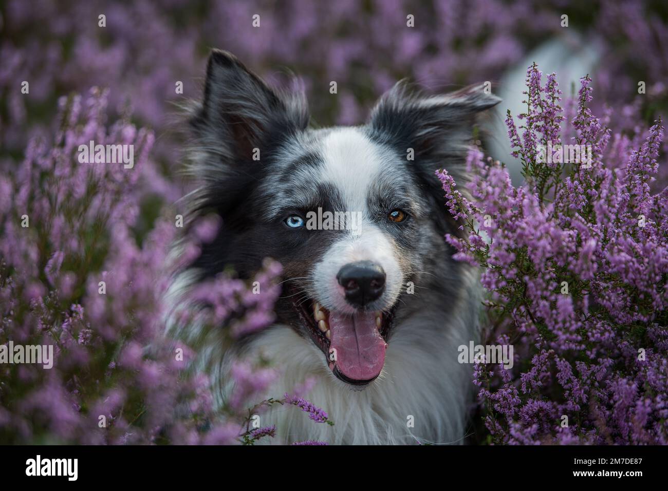 Border collie chien en fleurs de bruyère Banque D'Images