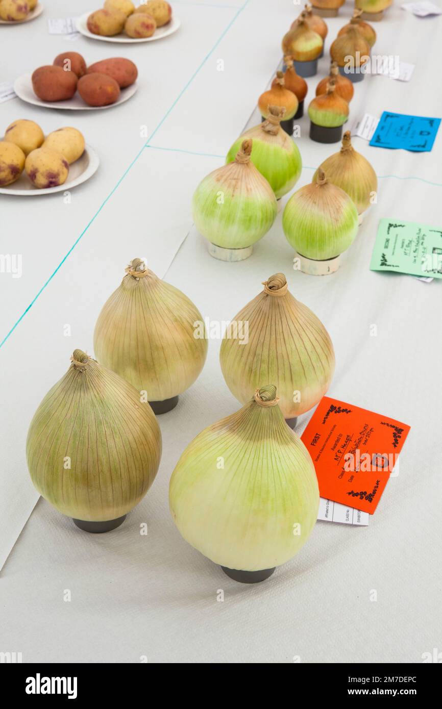 Le géant présente des oignons et d'autres légumes dans un village de la fête locale, des fleurs et des légumes et un concours de pâtisserie de gâteau, typiquement britannique et original. Banque D'Images