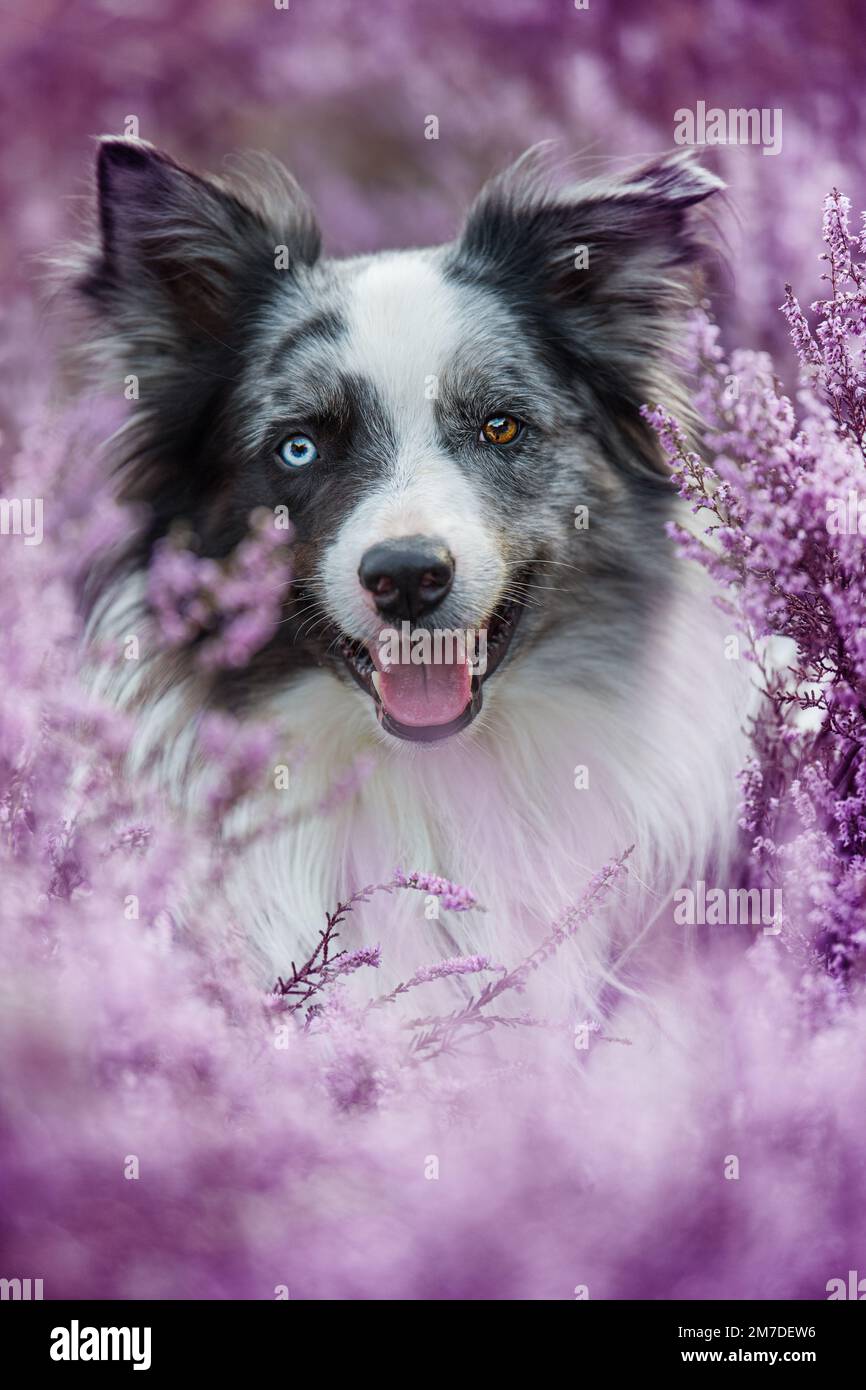 Border collie chien en fleurs de bruyère Banque D'Images