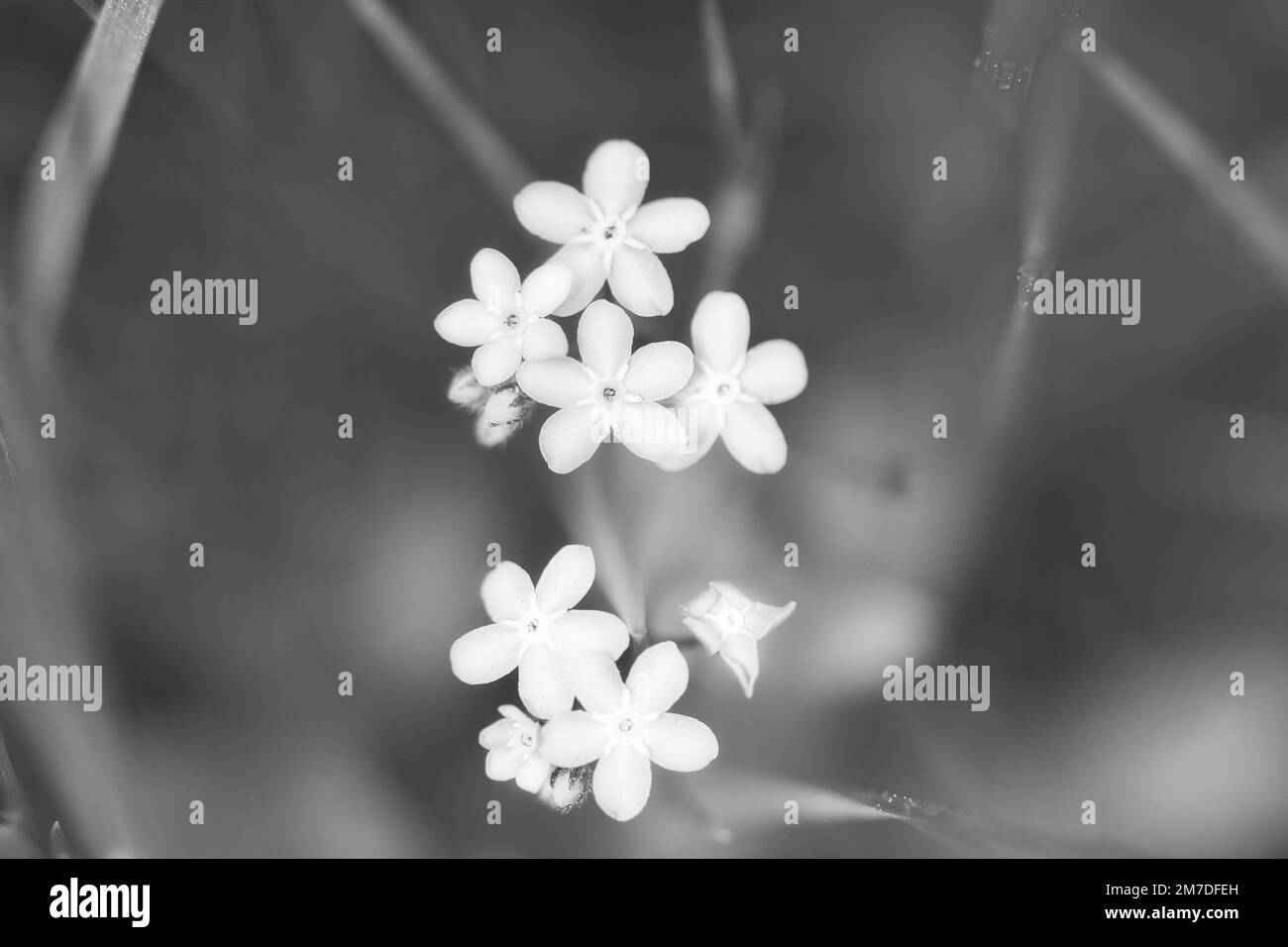 Pétales bleus d'une fleur en herbe verte isolée représentée en noir et blanc. Prairie naturelle avec fleurs. Paysage de la nature Banque D'Images