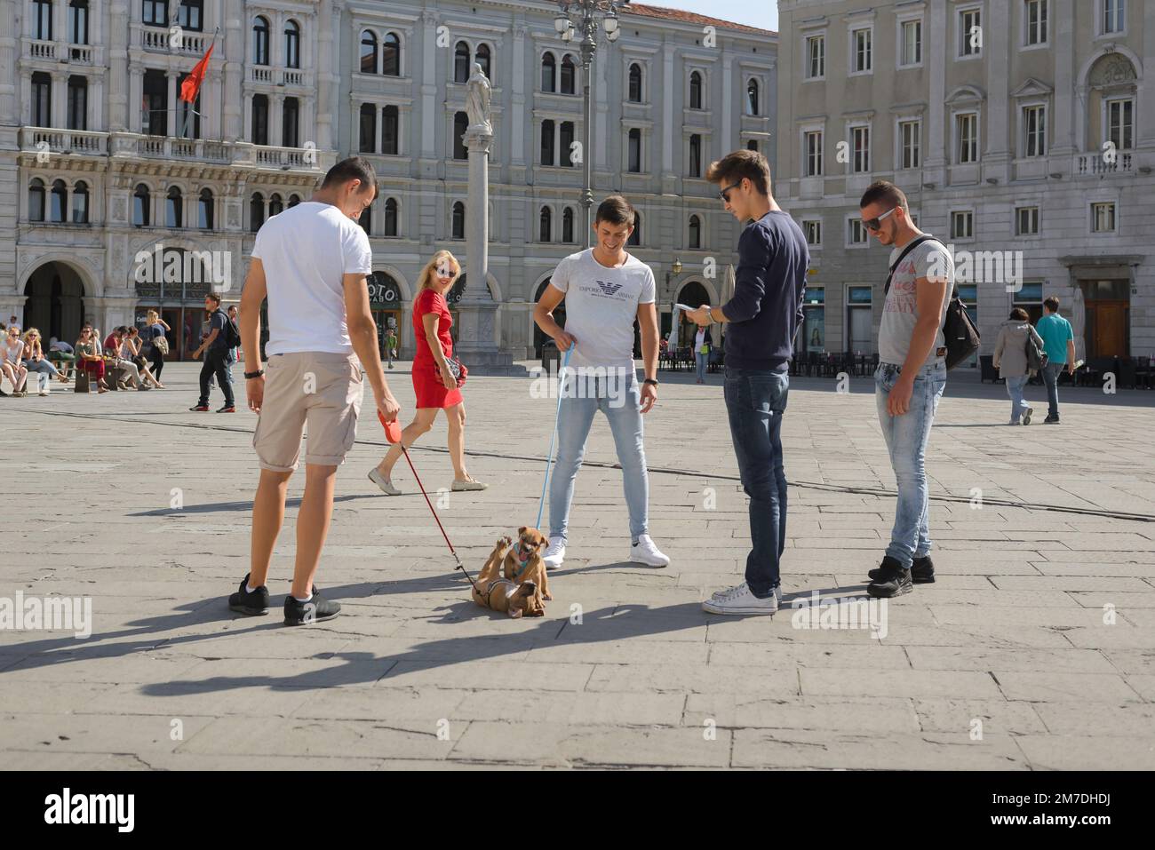 Hommes avec des chiens, vue en été d'un groupe de jeunes hommes regardant deux chiots en jeu, Piazza UNITA d'Italia, Trieste, Friuli Venezia Giulia, Italie Banque D'Images