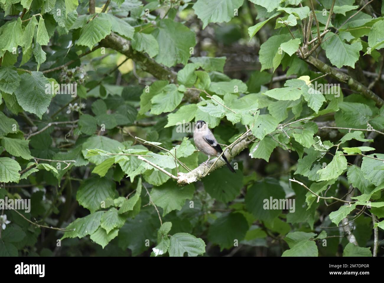 Femelle eurasienne Bullfinch (Pyrrhula pyrrhula) perchée sur une branche protubérante d'un fond de couverture feuillu, en profil gauche avec tête en face, au Royaume-Uni Banque D'Images