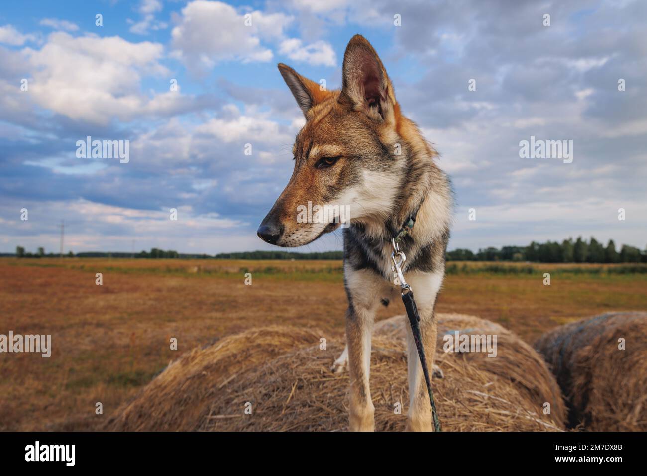 Chiot Tataskan chien sur une balle de paille en Pologne Banque D'Images