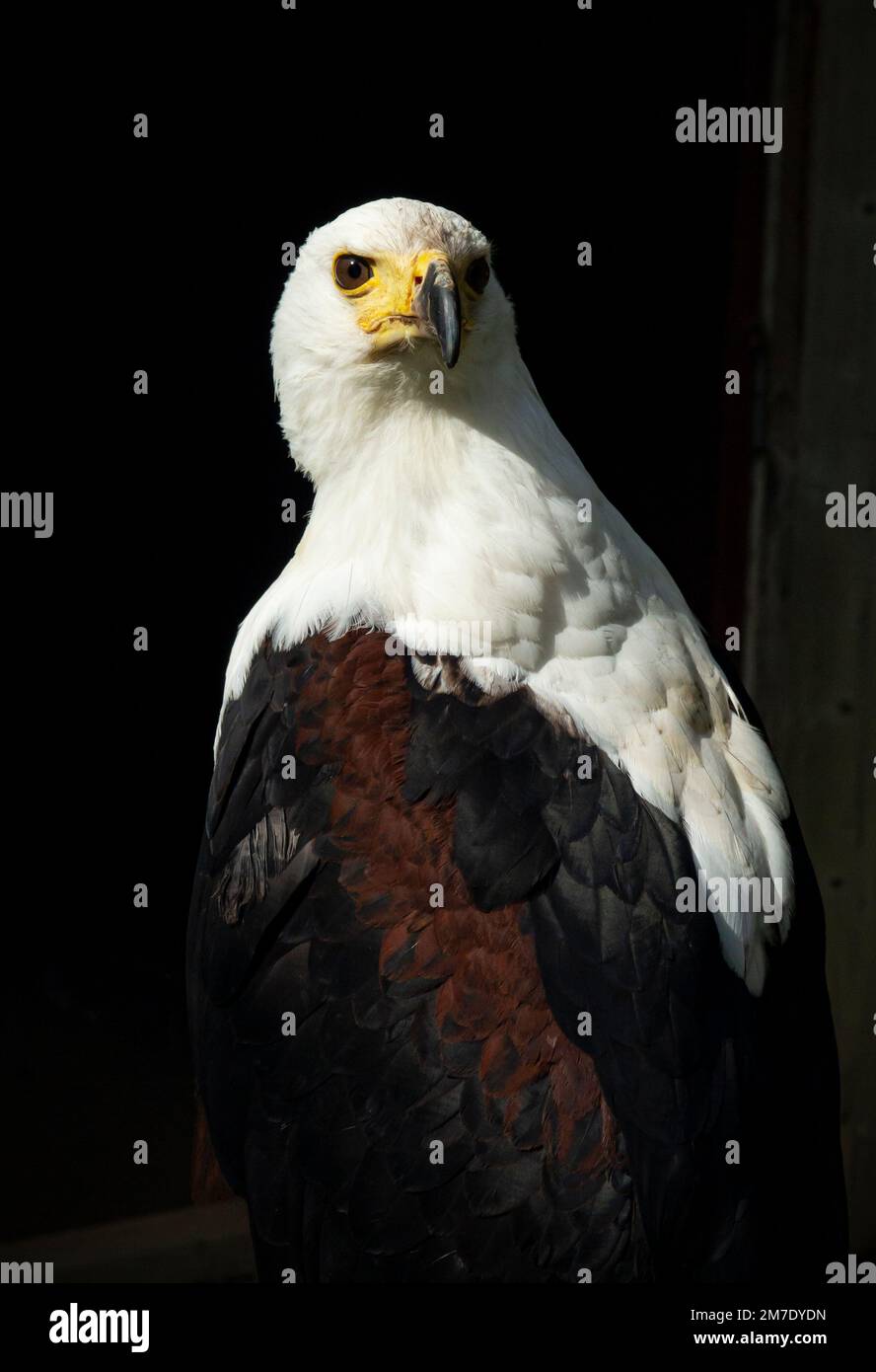 Aigle à poissons africains Haliaeetus vocifer ou l'aigle à la mer africaine, une grande espèce d'aigle trouvée dans toute l'Afrique subsaharienne. Banque D'Images