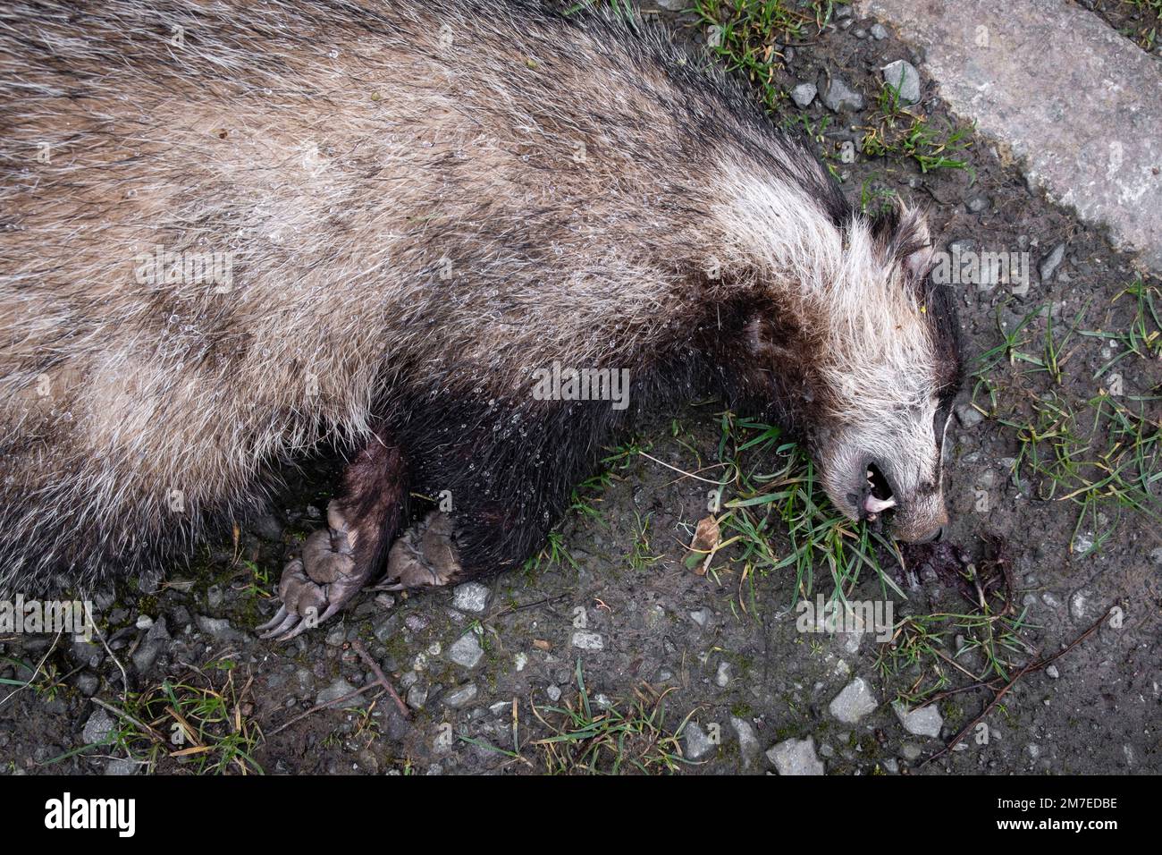 Roadkill, un blaireau adulte, est mort sur la route après avoir été frappé par un véhicule. Banque D'Images