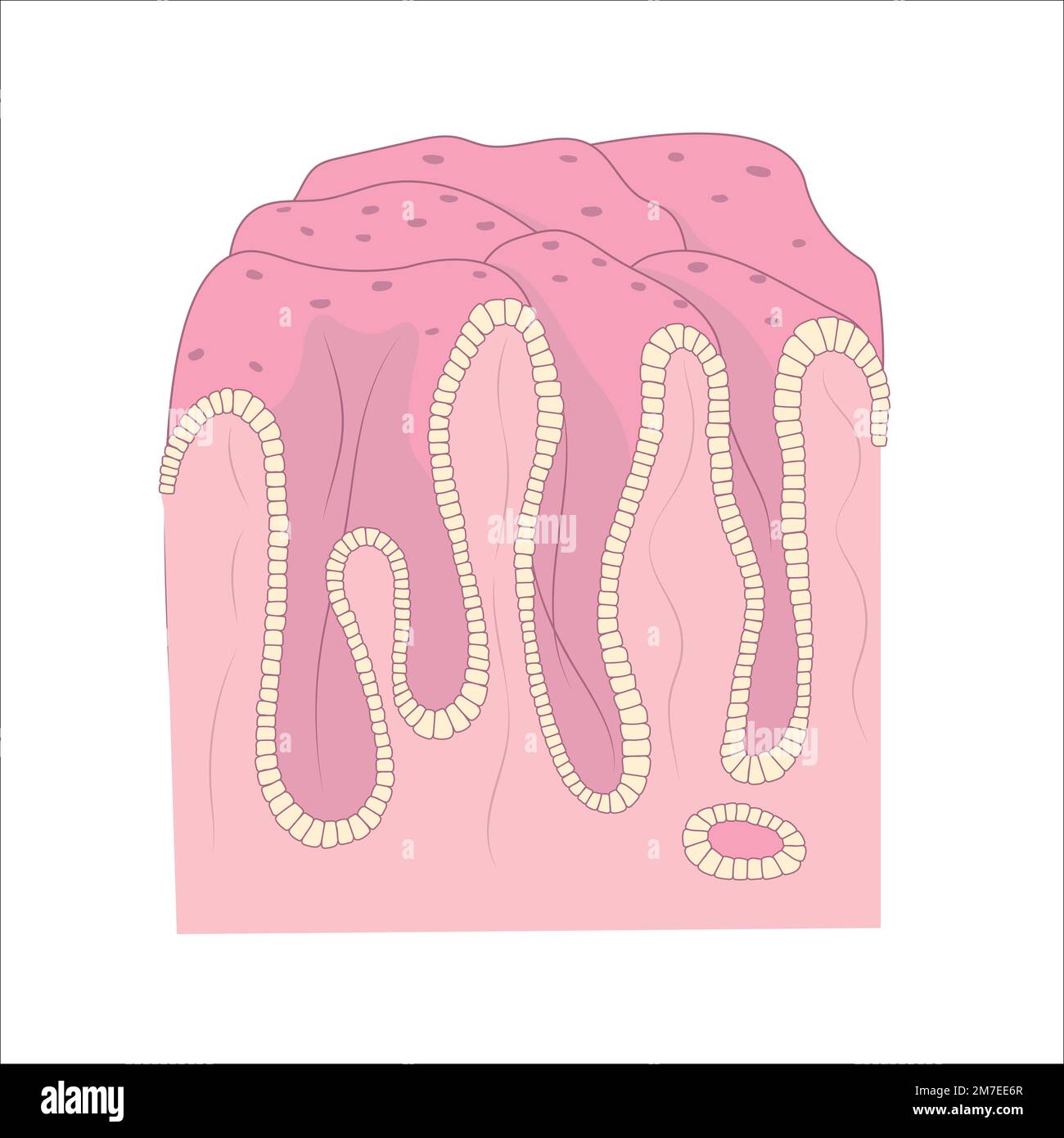 Schéma de la surface interne de l'estomac humain. Structure de l'épithélium digestif. Illustration de Vecteur