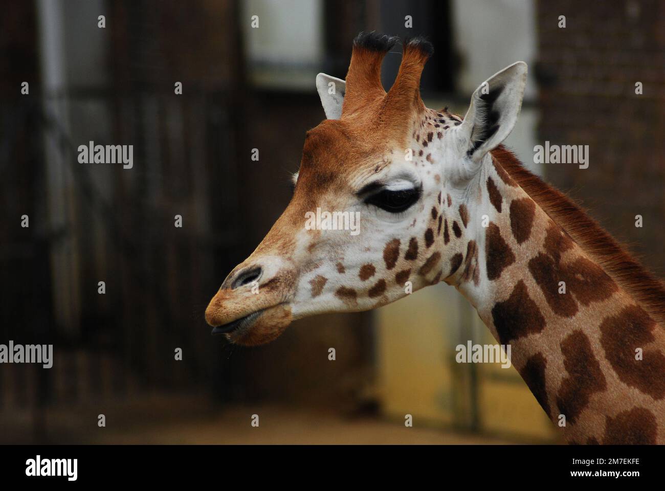 Gros plan de la tête et du cou d'une jeune girafe de Rothschild, également connue sous le nom de girafe Baringo ou ougandaise, l'une des sous-espèces de girafes les plus menacées. Banque D'Images