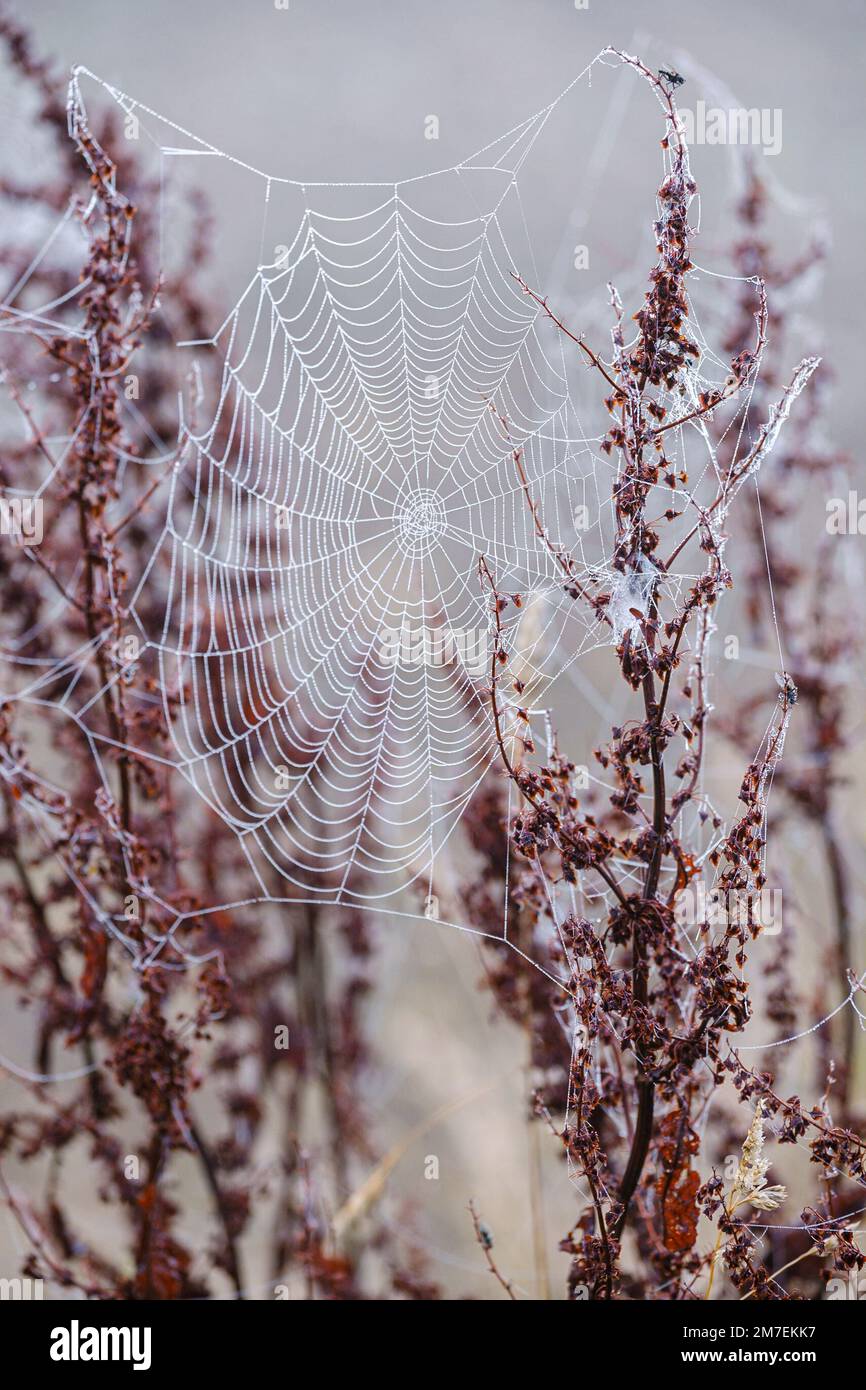 Toiles d'araignées délicat qui pendait entre ses paysages sauvages plantes couvertes de gouttes de rosée dans le soleil matinal. Banque D'Images