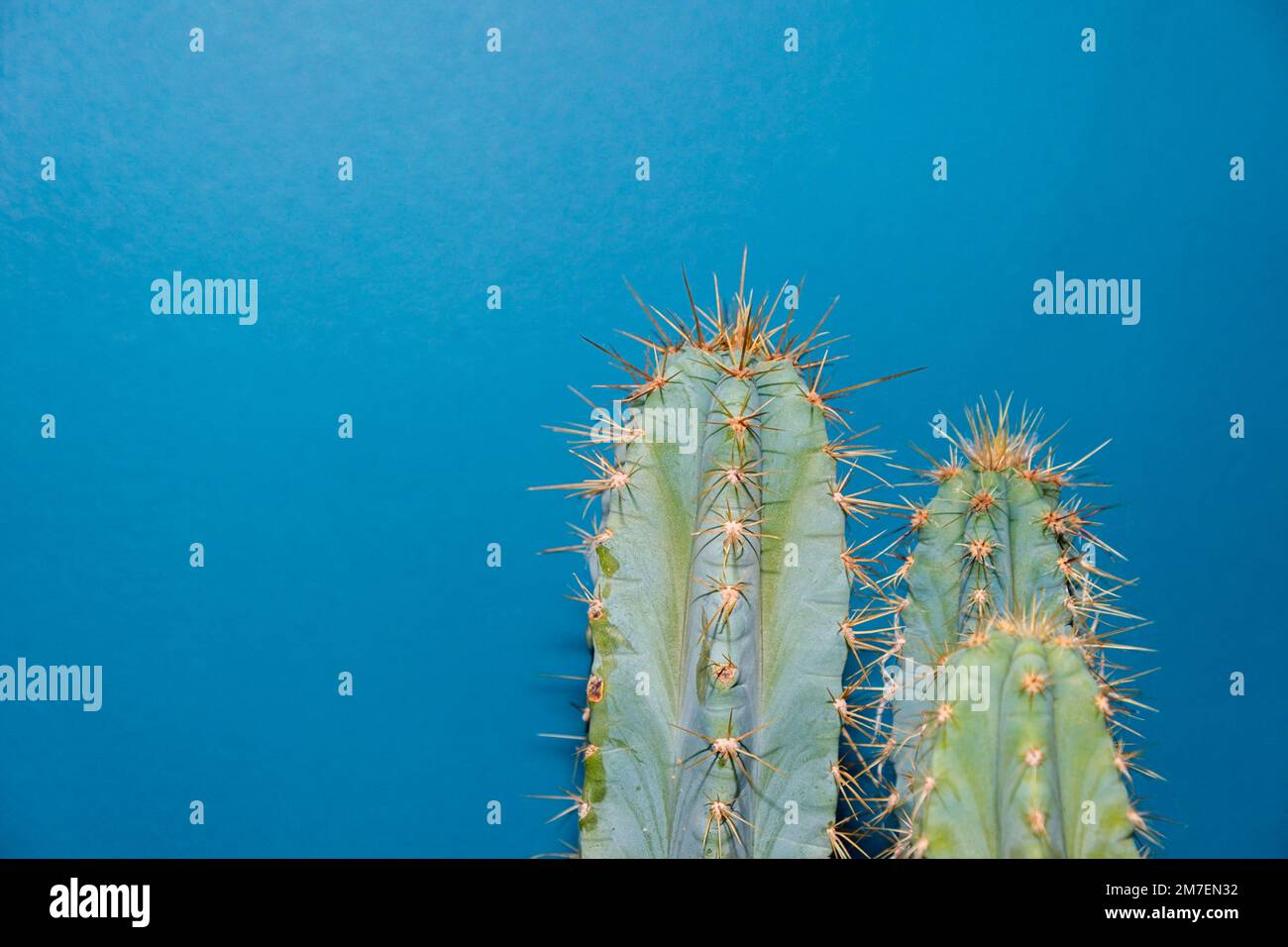 Gros plan sur les plantes de cactus pour mettre en évidence les longues pointes fines et pointues et les épines sur un fond de studio bleu. Banque D'Images