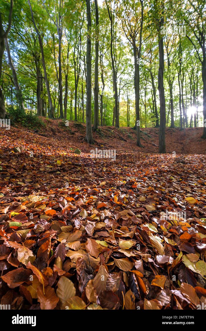 Feuilles automnales colorées au sol d'une forêt, Leckhampton Hill, Cheltenham, Royaume-Uni. Banque D'Images