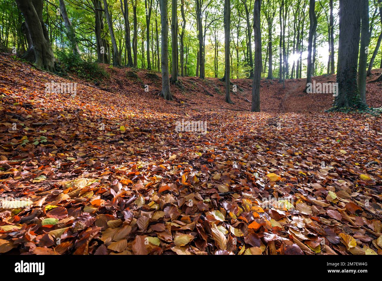 Feuilles automnales colorées au sol d'une forêt, Leckhampton Hill, Cheltenham, Royaume-Uni. Banque D'Images