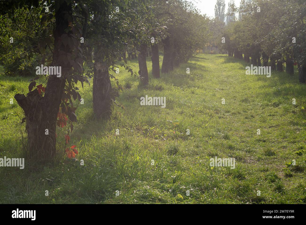 Jardin avec arbres fruitiers. Herbe verte, le soleil brille. Jour ensoleillé. Arbre à pommes. Feuilles et branches vertes. Arbre dans la nature. Agriculture extérieure. Banque D'Images