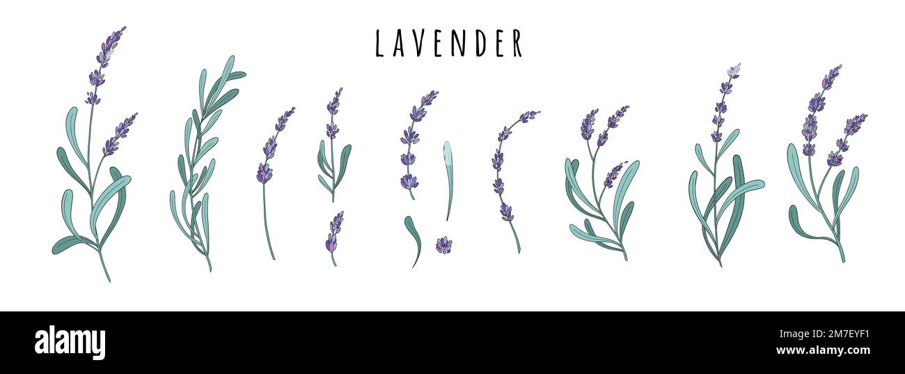 Ensemble de fleurs de lavande. Herbes florales de Provence aux fleurs violettes. Dessin botanique du champ de Lavandula. Lavande en fleur. Couleur dessinée à la main Illustration de Vecteur