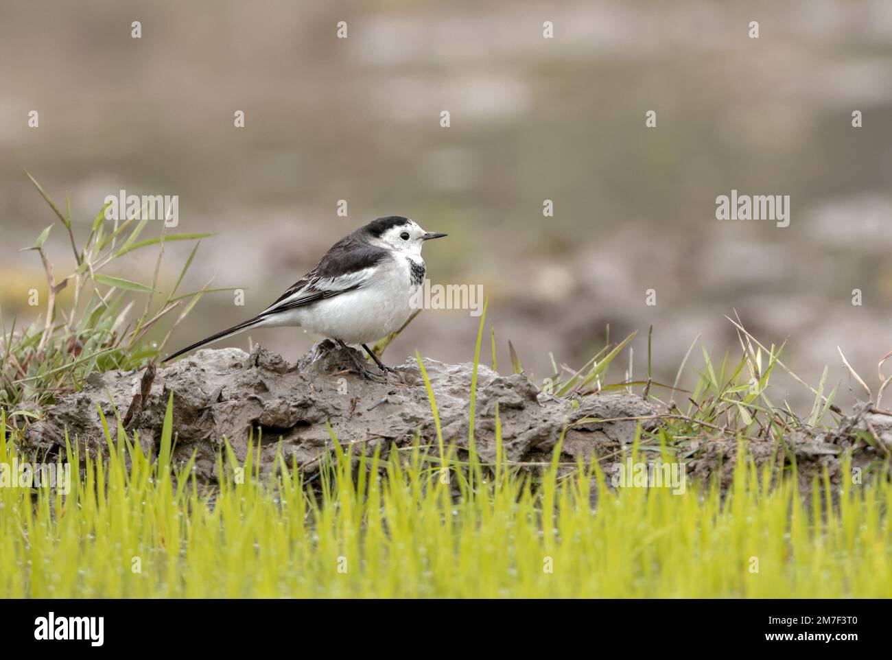 Queue de cheval blanche le matin d'hiver. Queue de cheval blanche est un petit oiseau de la famille des Motacillidae, qui comprend également des pipits et des longclaws. Banque D'Images