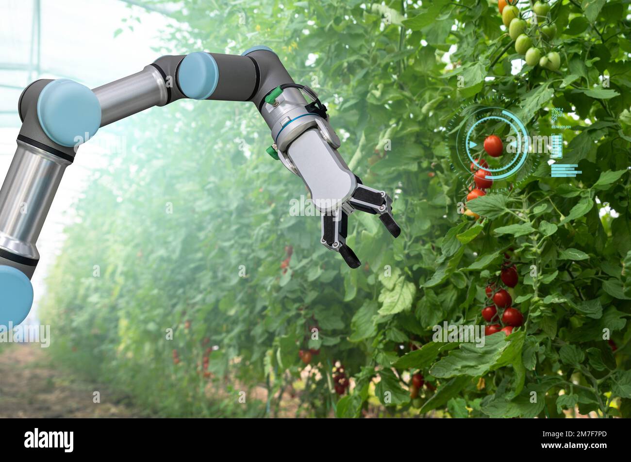 Robot travaille en serre avec des tomates. Agriculture intelligente et agriculture numérique 4.0 Banque D'Images