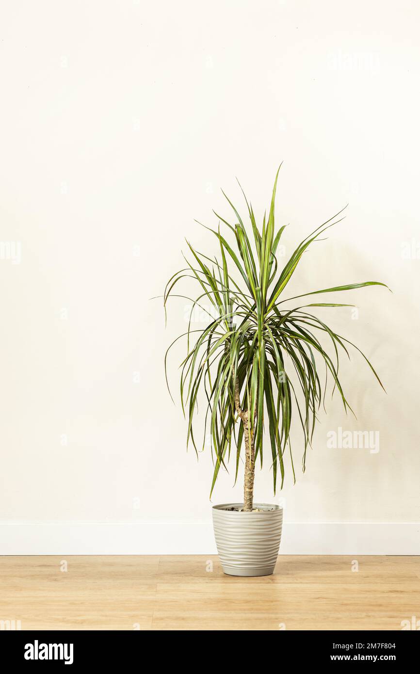 Intérieur décoratif dracaena avec pot gris dans une pièce avec mur de couleur claire et parquet en chêne Banque D'Images