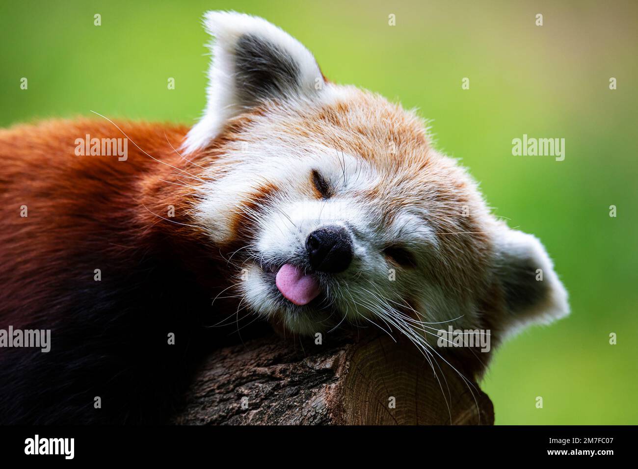 Panda rouge.Mammifères et mammifères.Terre monde et faune.Faune et zoologie.Photographie de la nature et des animaux. Banque D'Images