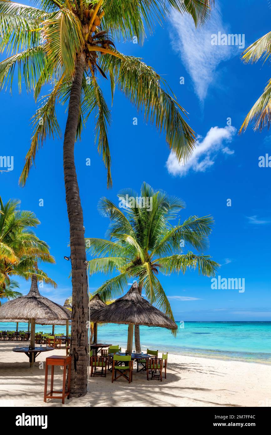 Palmiers sur la plage Paradise dans un complexe tropical sur l'île Maurice. Banque D'Images