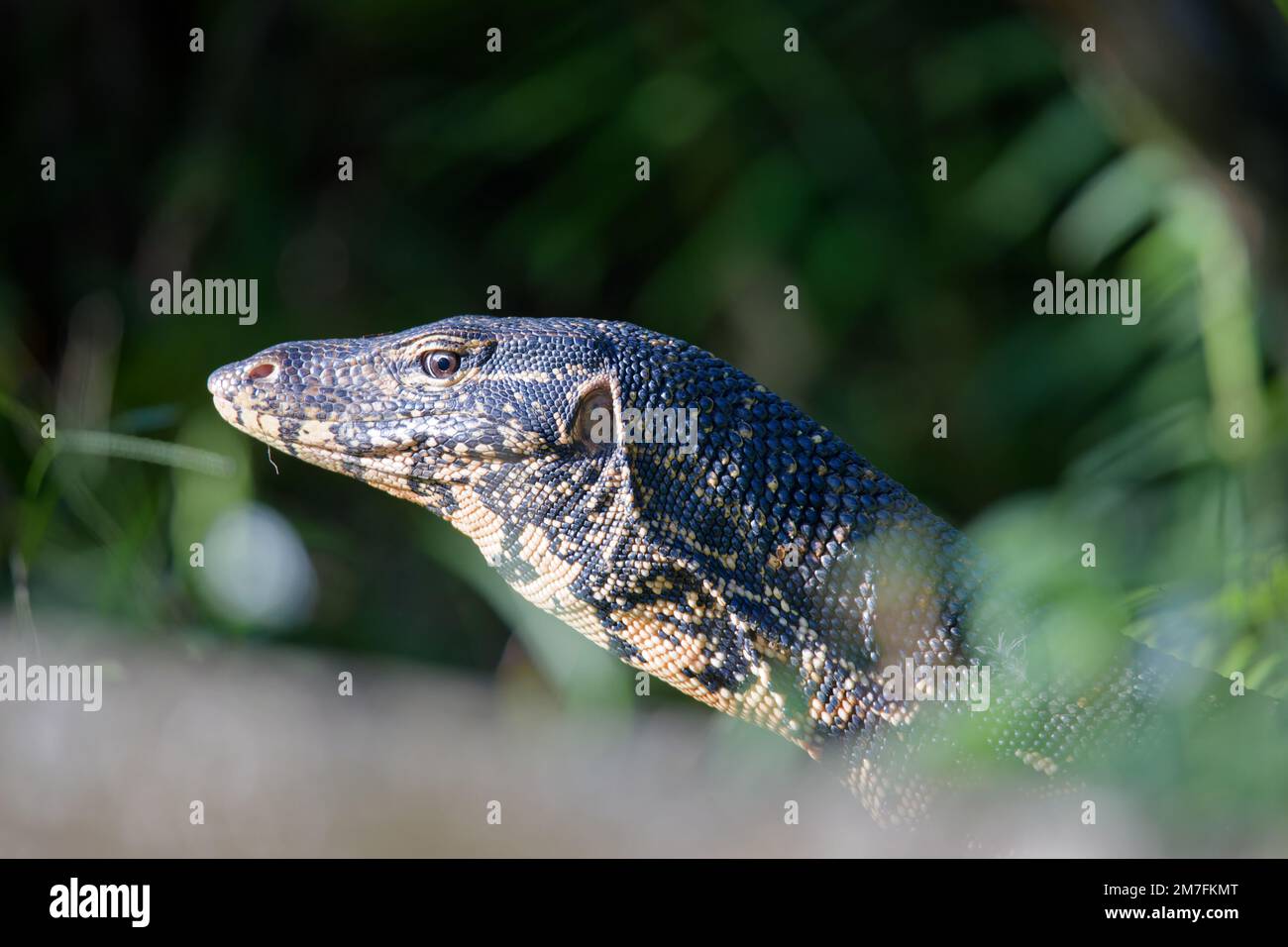 Surveillance de l'eau adulte lézard varanus salvator marchant sur l'herbe Sri Lanka Banque D'Images