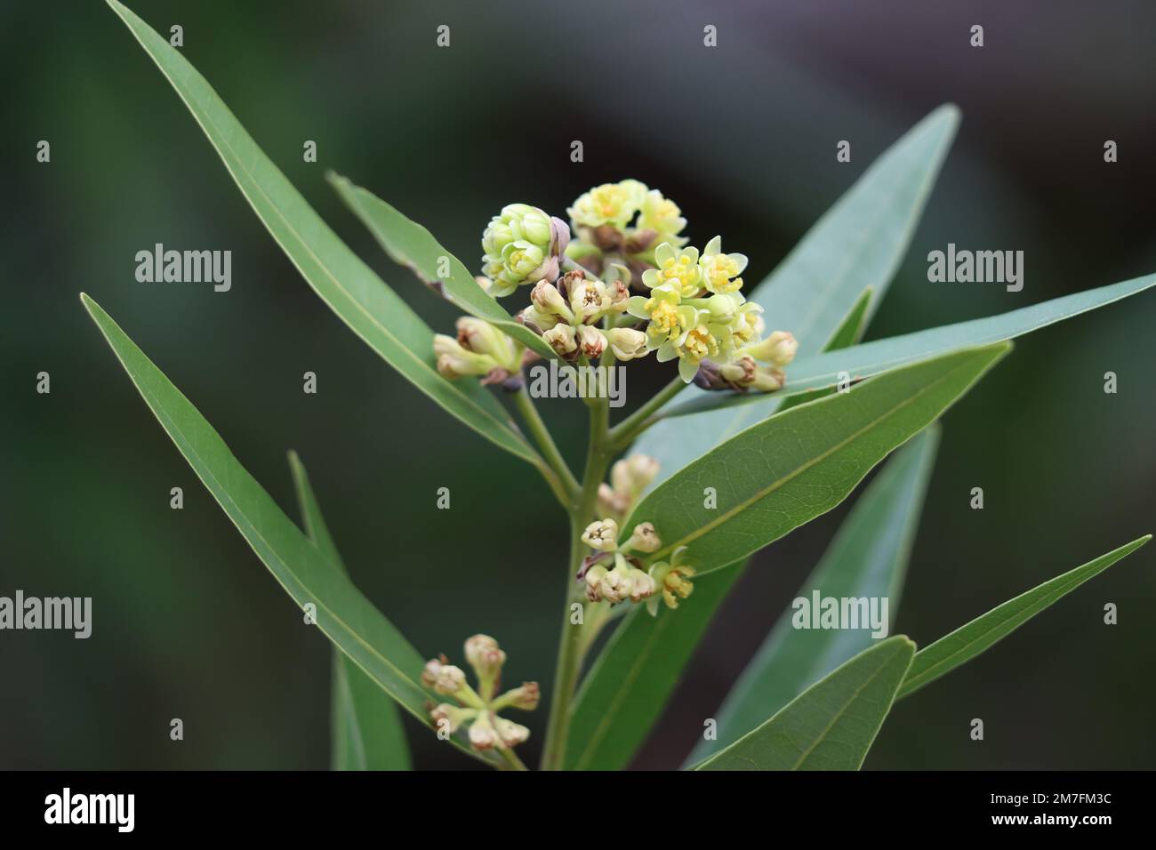 Inflorescence de l'ombelle à cymose jaune d'Umbellularia californica, Lauraceae, arbre indigène dans les montagnes de Santa Monica, hiver. Banque D'Images