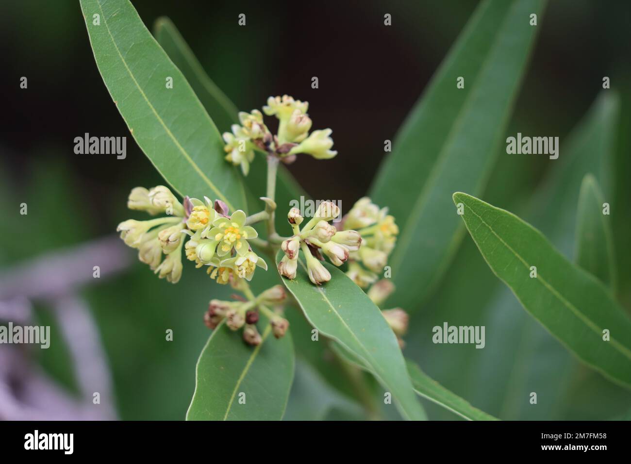 Inflorescence de l'ombelle à cymose jaune d'Umbellularia californica, Lauraceae, arbre indigène dans les montagnes de Santa Monica, hiver. Banque D'Images