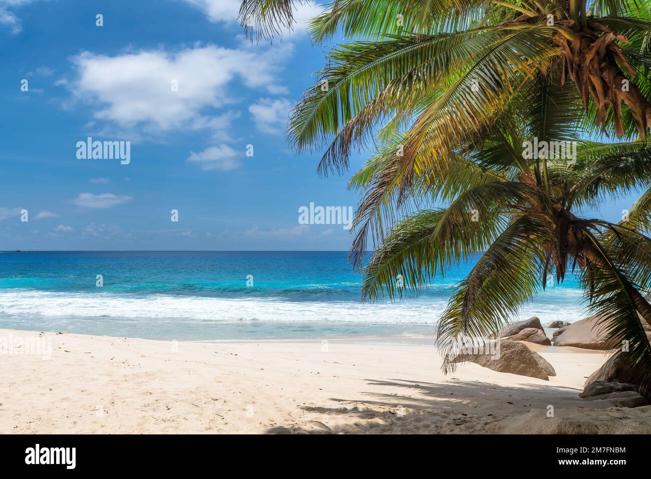 Belle plage avec palmiers et mer tropicale dans Paradise Island.Summer vacances et concept de plage tropicale. Banque D'Images