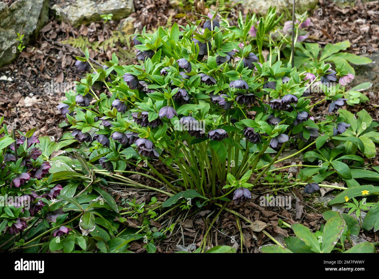 Helleborus orientalis Double Ellen fleurs violettes Banque D'Images