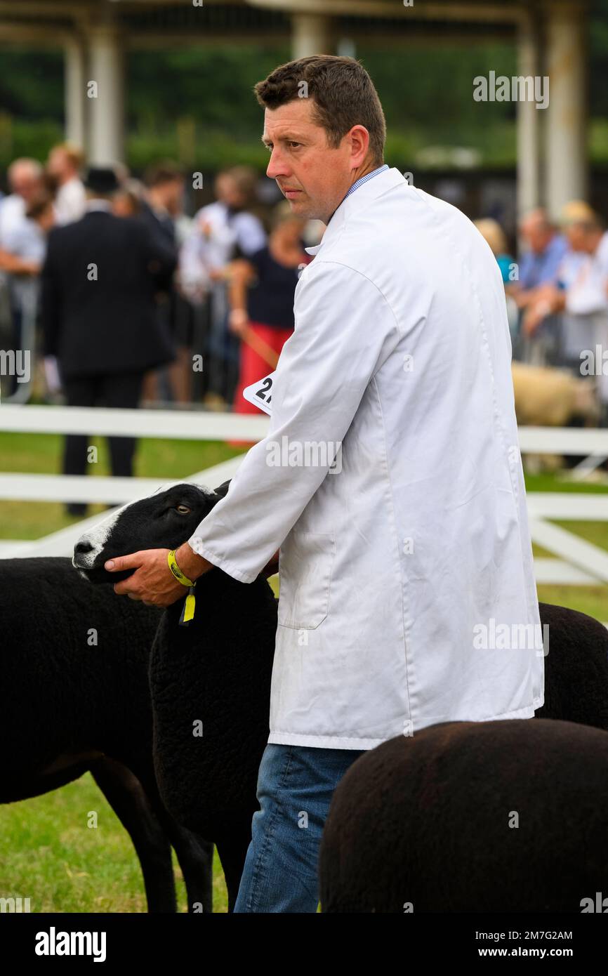 Race de brebis Zwartble (animal de ferme, brebis, bélier) tenue sous le menton par un fermier (homme) pour avoir été jugé dans l'arène - Great Yorkshire Show, Harrogate, Angleterre, Royaume-Uni. Banque D'Images