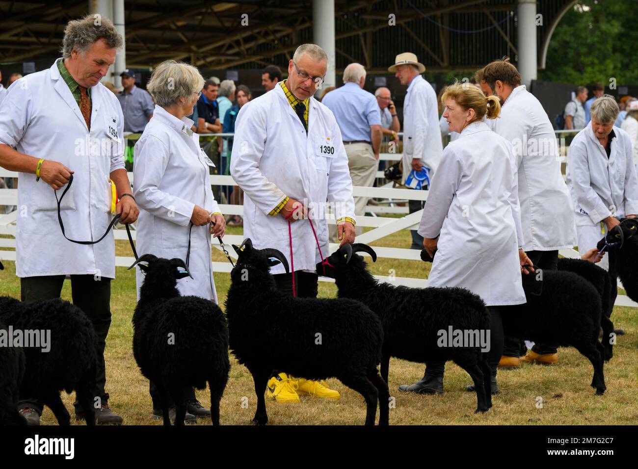 Les moutons hébridiens (polaires noirs, cornes, brebis) se tiennent avec les agriculteurs (hommes femmes) en ligne pour le jugement - The Great Yorkshire Show, Harrogate Angleterre Royaume-Uni. Banque D'Images