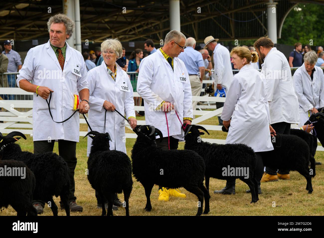 Les moutons hébridiens (polaires noirs, cornes, brebis) se tiennent avec les agriculteurs (hommes femmes) en ligne pour le jugement - The Great Yorkshire Show, Harrogate Angleterre Royaume-Uni. Banque D'Images