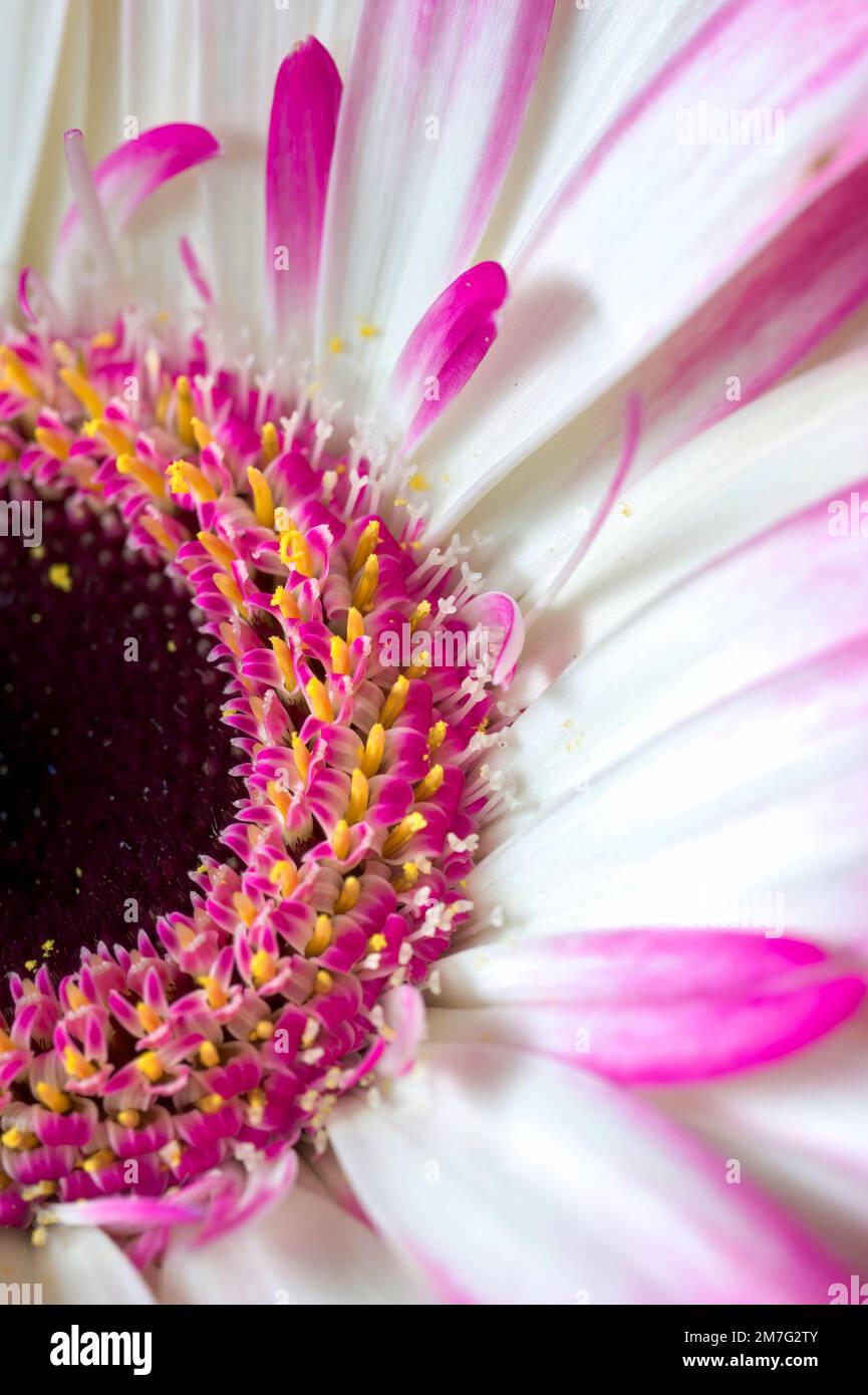Gros plan d'un gerbera rose et blanc. Banque D'Images