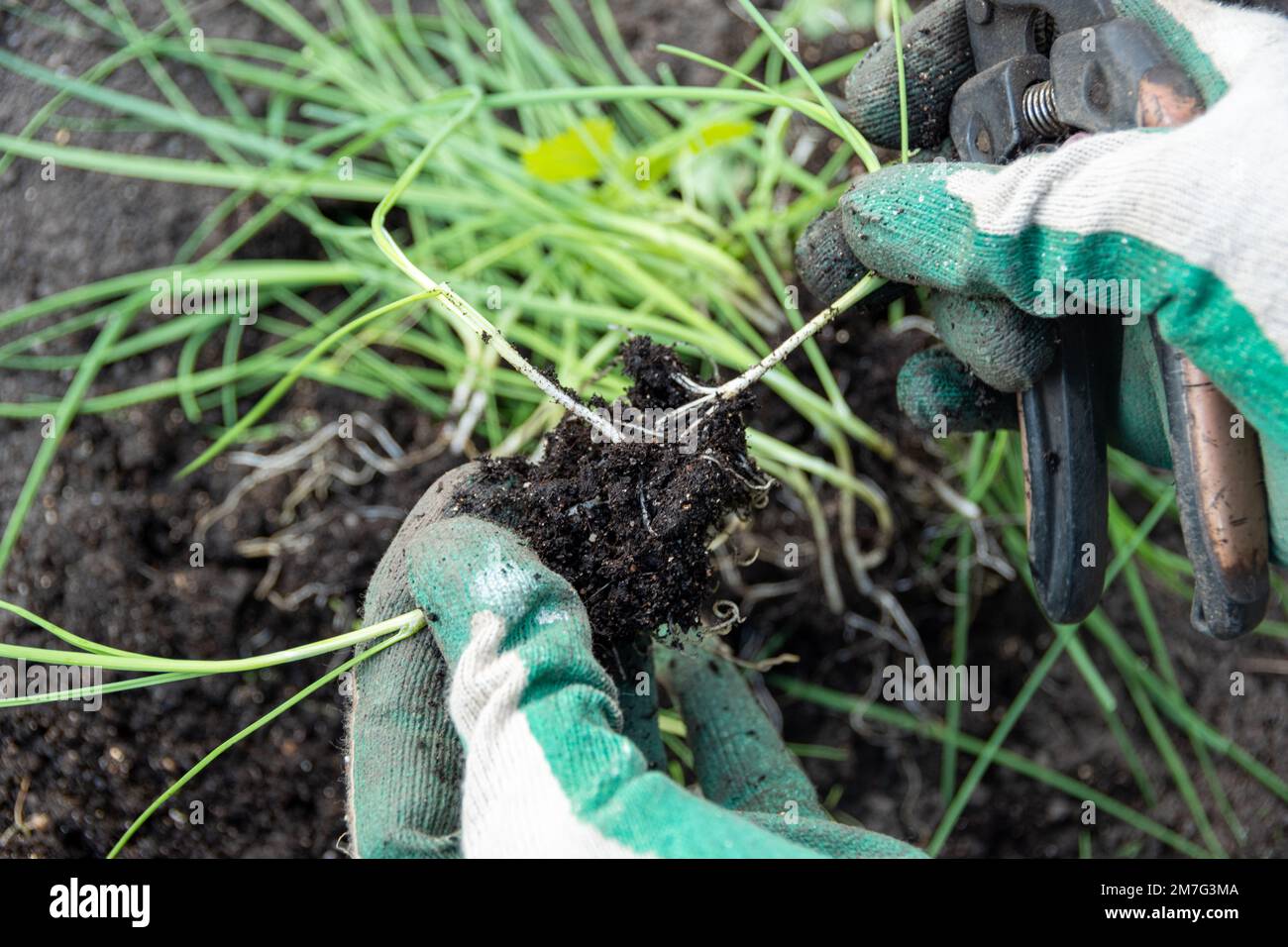 Les mains en gants tiennent les pousses vertes avec des racines dans le sol pour la plantation dans le sol. Transplantation de plantes. Travail saisonnier dans le jardin. Plantation de semis Banque D'Images