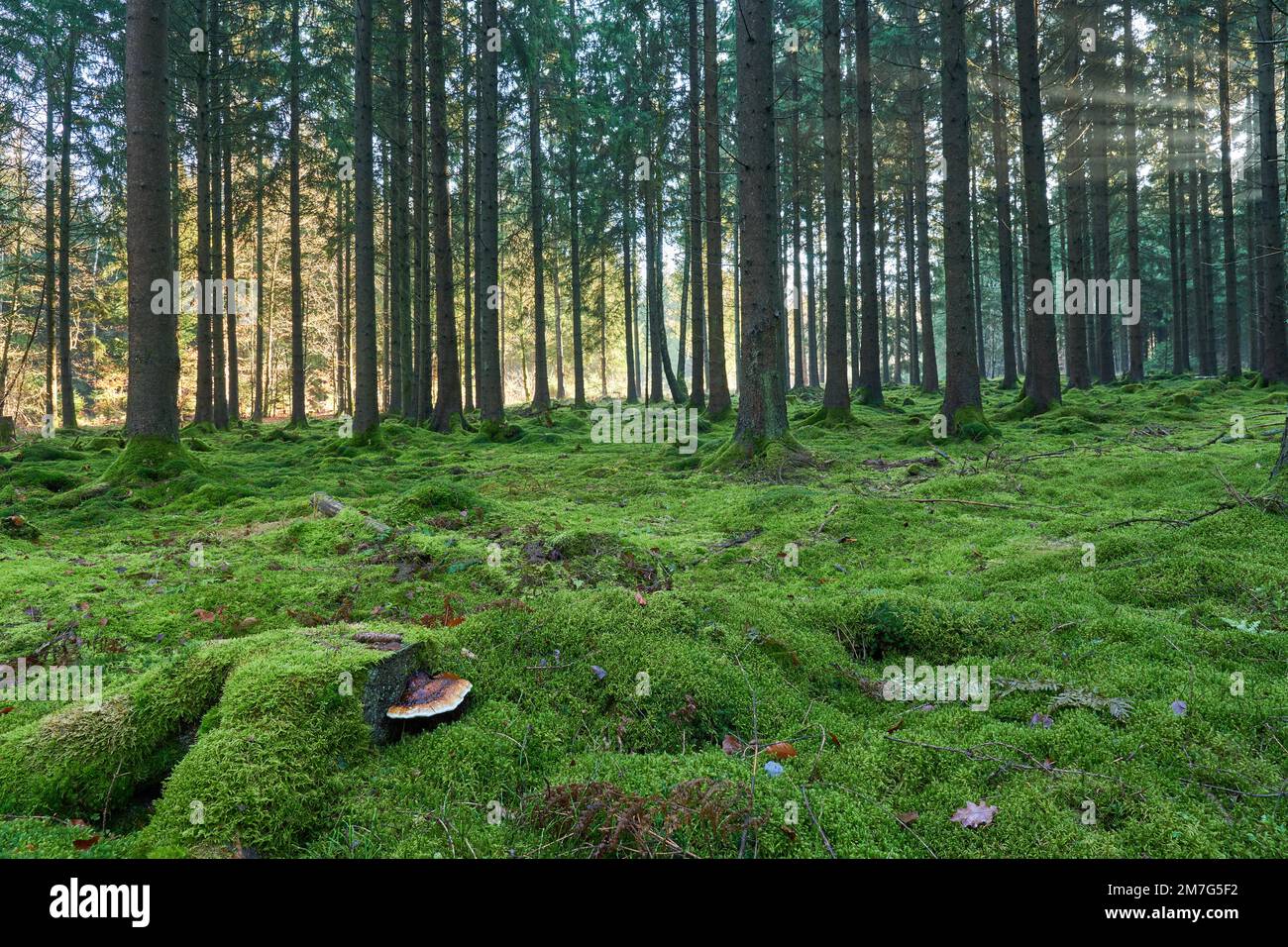 Märchenhafter Hochwald mit komplett moosbewachsenen Waldboden und fabelhaftem Baumpilz im Vordergrund Banque D'Images