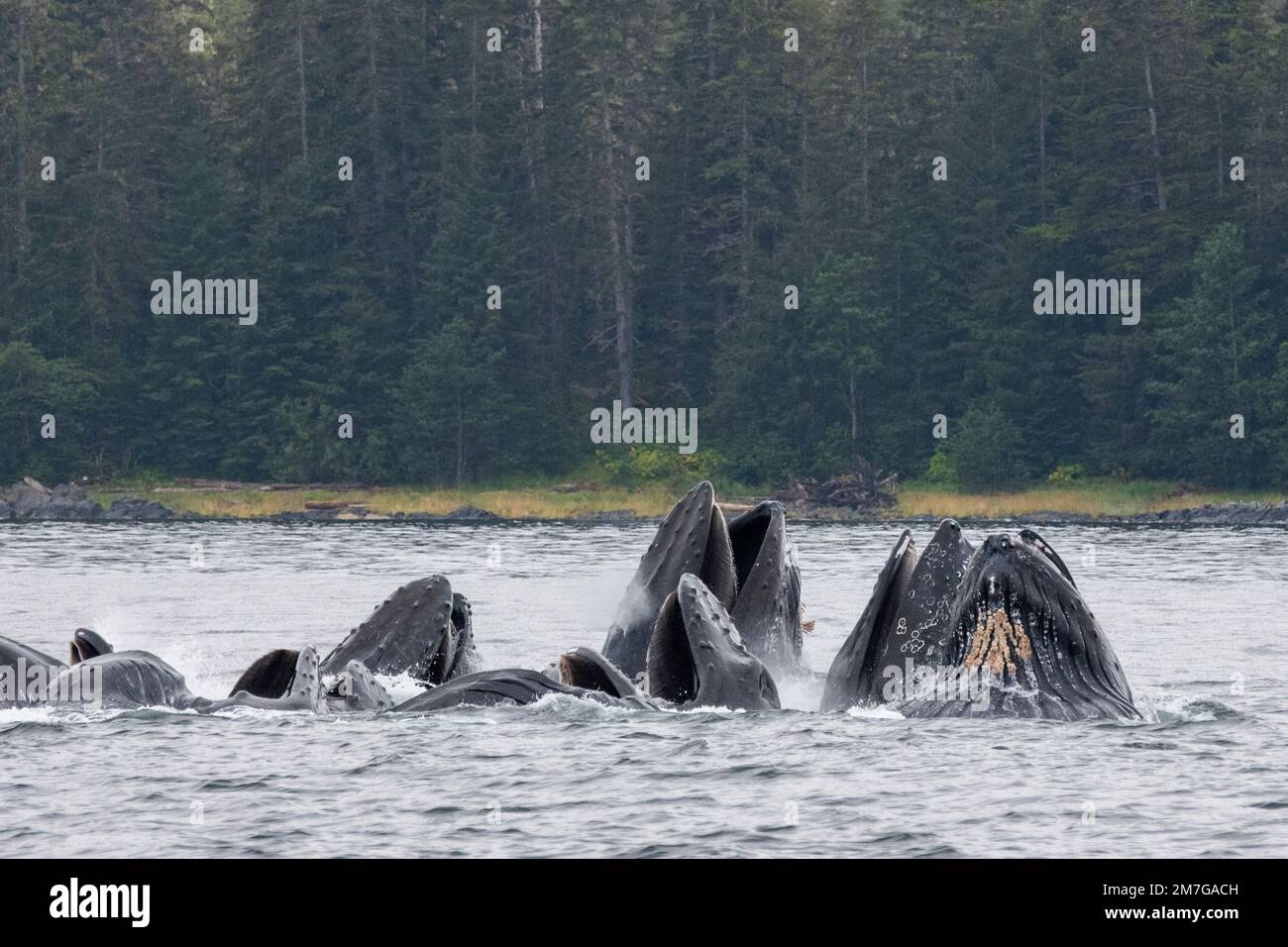 Etats-Unis, se Alaska, passage intérieur, Fredrick Sound. Les baleines à bosse (Megaptera novaeangliae) se nourrissent de filets à bulles. Banque D'Images