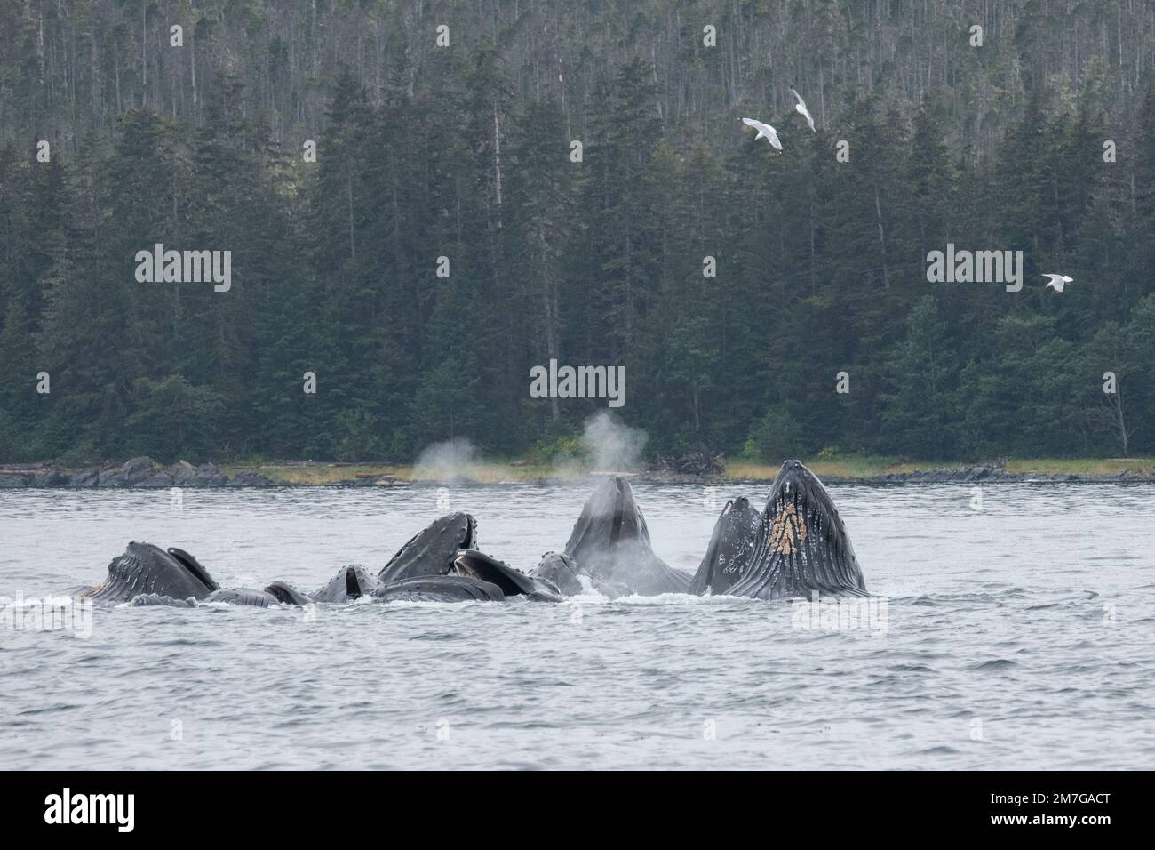 Etats-Unis, se Alaska, passage intérieur, Fredrick Sound. Les baleines à bosse (Megaptera novaeangliae) se nourrissent de filets à bulles. Banque D'Images
