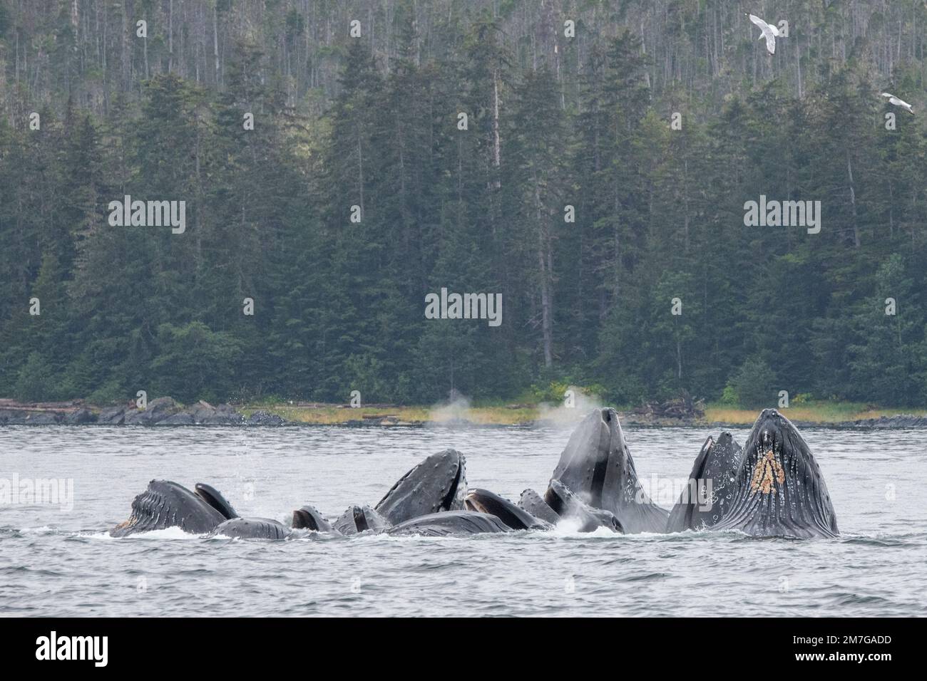 Etats-Unis, se Alaska, passage intérieur, Fredrick Sound. Les baleines à bosse (Megaptera novaeangliae) se nourrissent de filets à bulles. Banque D'Images