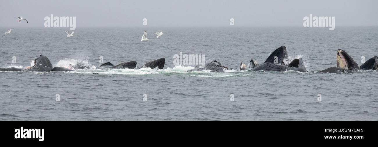 Etats-Unis, se Alaska, passage intérieur, Fredrick Sound. Les baleines à bosse (Megaptera novaeangliae) se nourrissent de filets à bulles. Banque D'Images