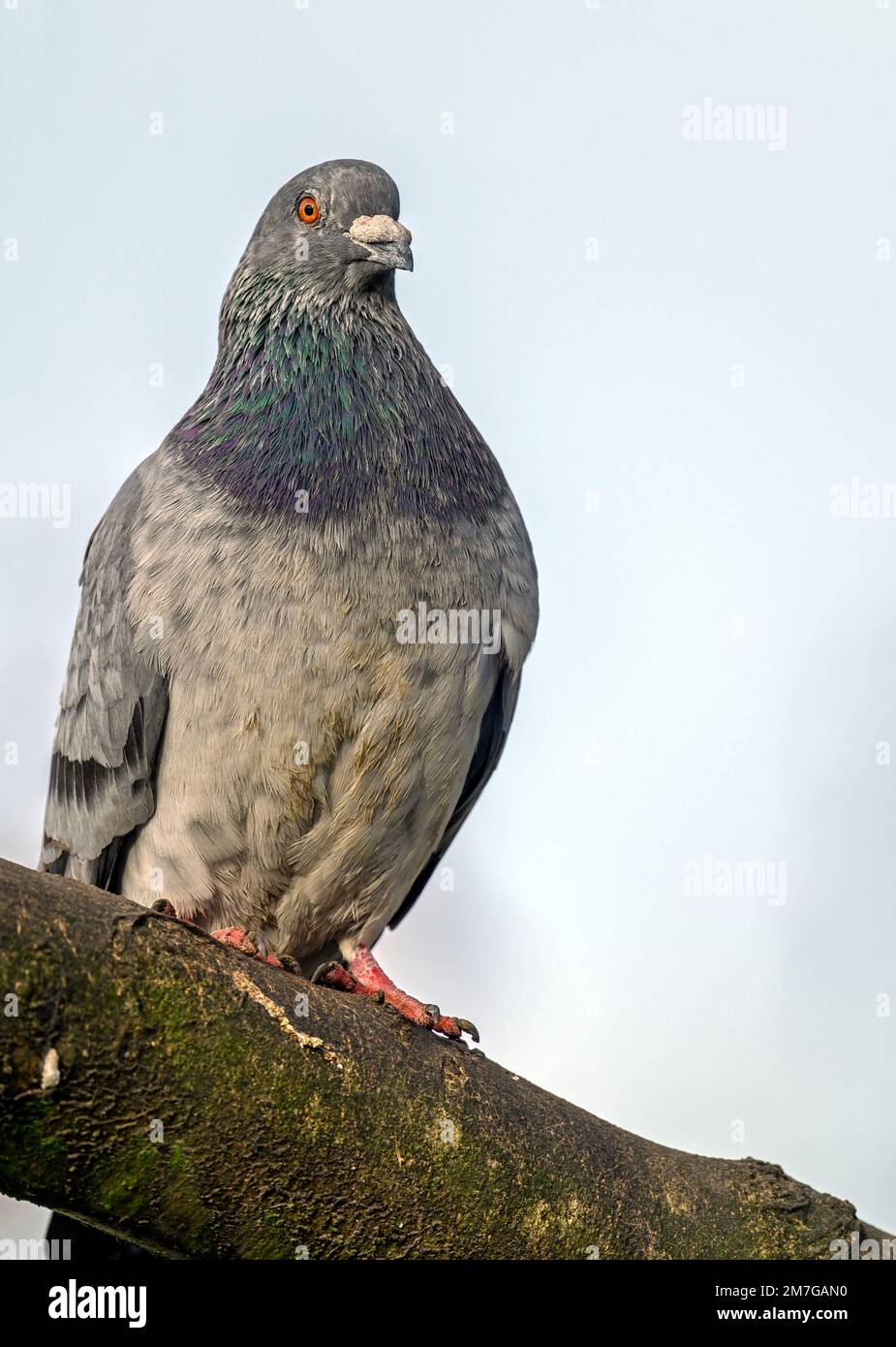 Colombe de roche ou pigeon commun ou pigeon féral assis sur une succursale à Kelsey Park, Beckenham, Grand Londres. Pigeon commun (Columba livia), Royaume-Uni Banque D'Images